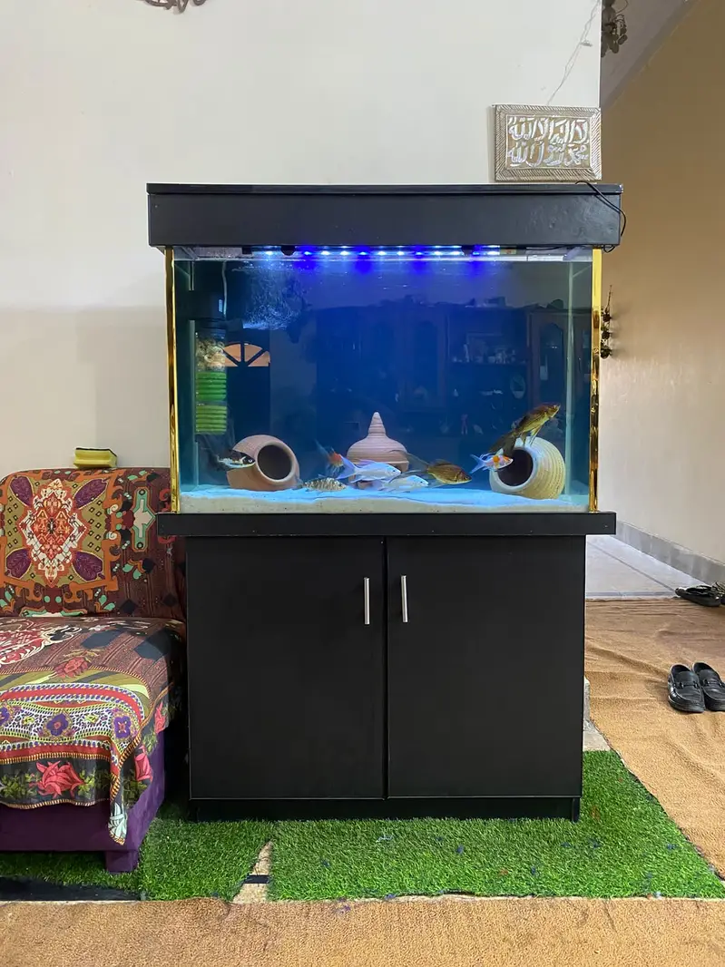 Fish Aqurium Neat And Clean