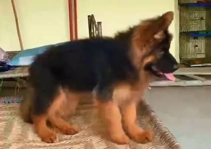 german shepherd puppies available for sale. 03073909212
