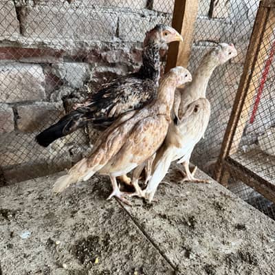 ASEEL CHICKS FOR SALE 3.5MONTHS