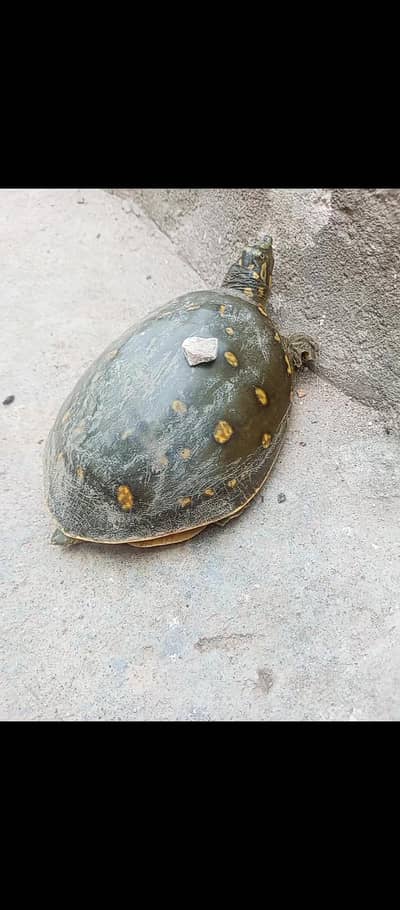 turtle