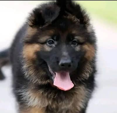German shepherd puppies 0327 6625337 WhatsApp contact
