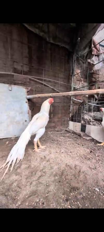 Indian Parrot beak | Tamil tail | Coin Head | Imported Bloodline