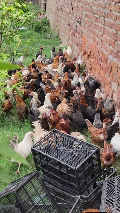 golden misri pathiya patha desi murgiya 700 800 grm average vaccine