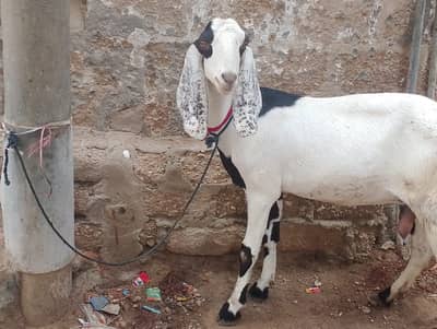 Bissau female