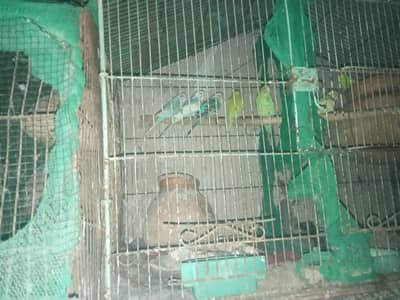 Australian bagri pite sprangle parrot for sale in khi
