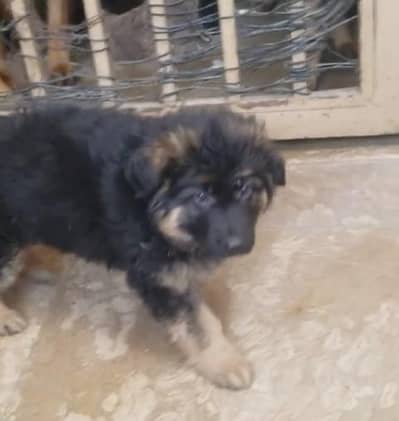 german shepherd puppies available for sale. 03073909212