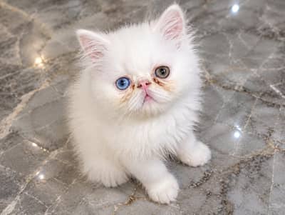 Prashant piki / exponge kittens for sale