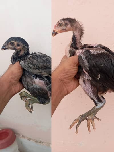 Aseel Thai Dragon Imported Bloodline High Quality Chicks Pair