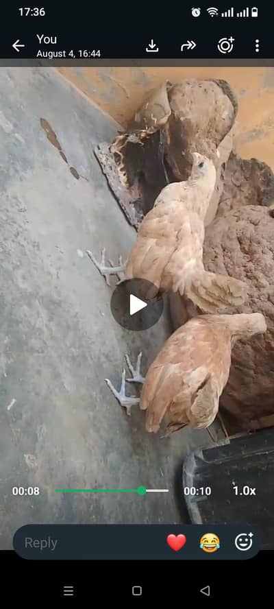 fancy chick's