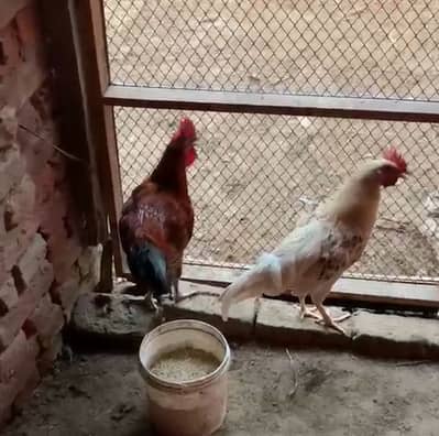 Golden misri dasi hens