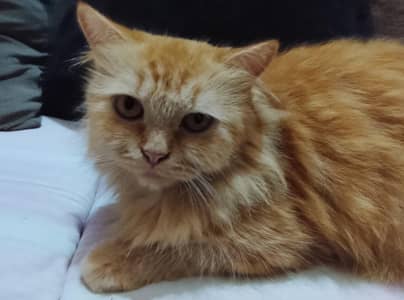 Pure Maine Coon Cat for Sale – Healthy & Beautiful – PKR 25,000