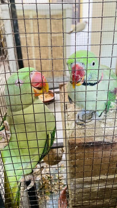 Raw parrot