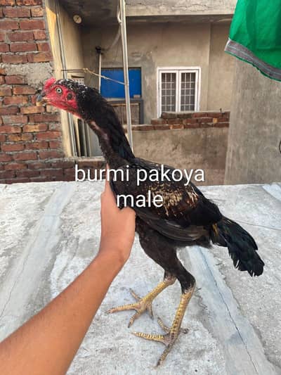 imported birds for sale