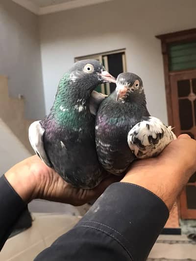 breeder pair good condition royal taddy kabuter