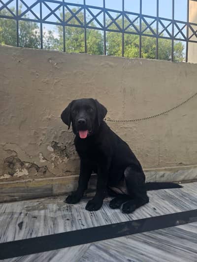 Labrador Puppy Female