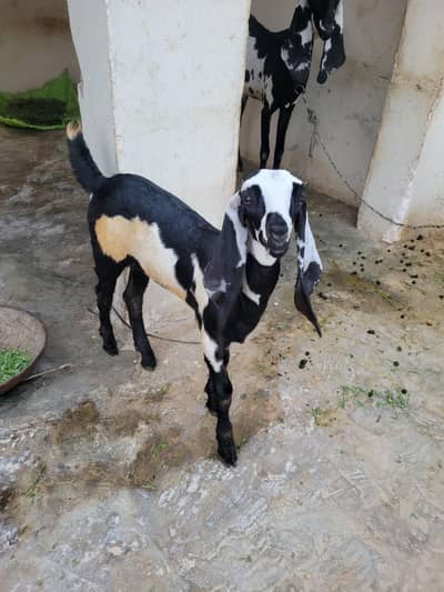 Bakri ka bacha for sell desi breed