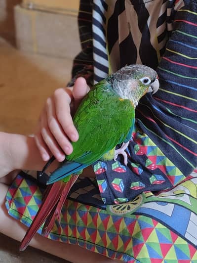 Green check yellow sided Conure Hand tame.