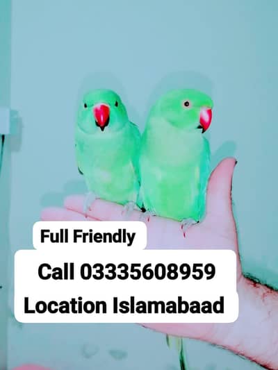 Single 5,500 Hand Tamed Friendly Green Ring Neck Male/Female Parrots