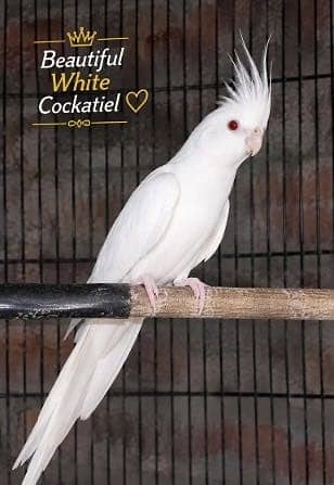 Cocktail parrot red eyes