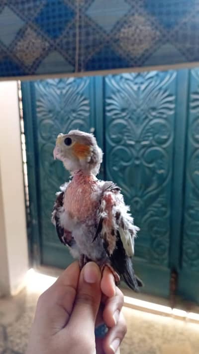Chick available for Handtame healthy active white face grey