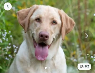 Labrador for sale 38,000