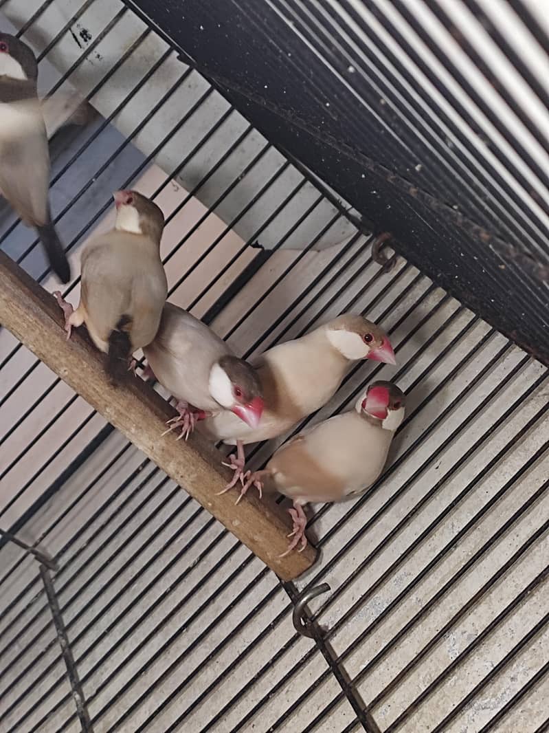 Fawn Java Breeder Pair 0