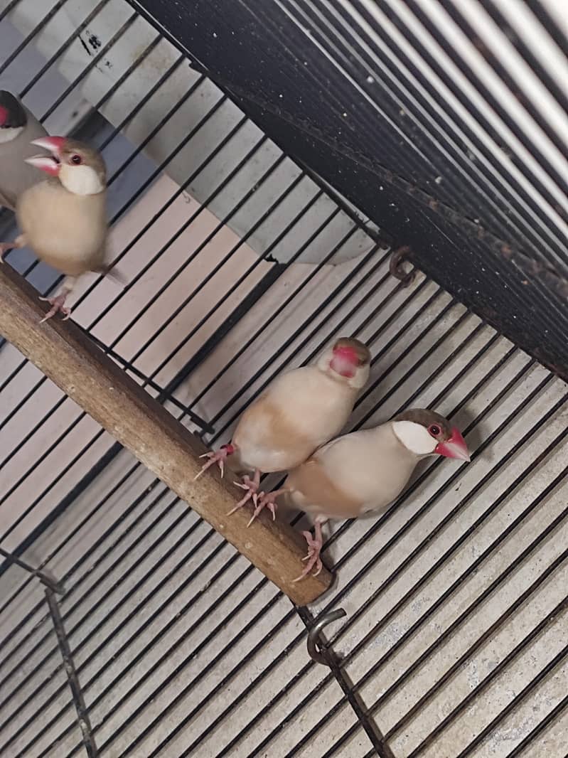 Fawn Java Breeder Pair 1