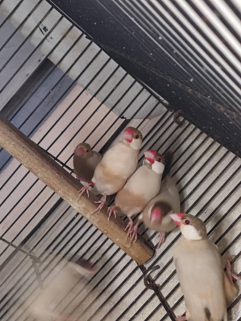 Fawn Java Breeder Pair 2