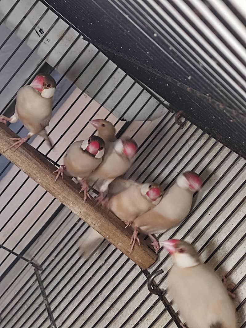 Fawn Java Breeder Pair 4