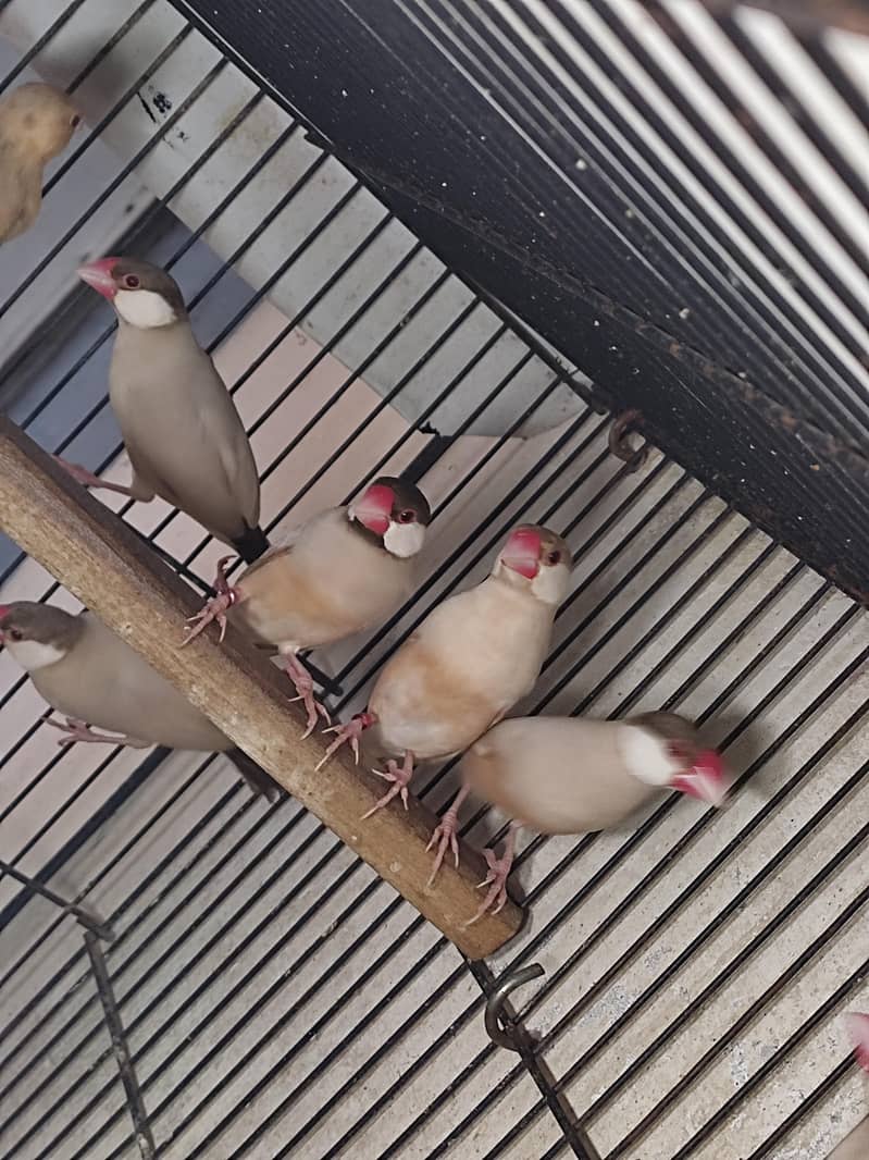 Fawn Java Breeder Pair 6
