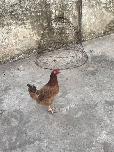 golden misri murghiya avaliable for sale