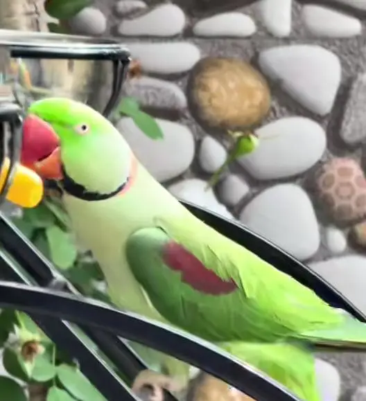Kashmiri raw parrot for sale and time vice train vaccine mukammal — photo 2