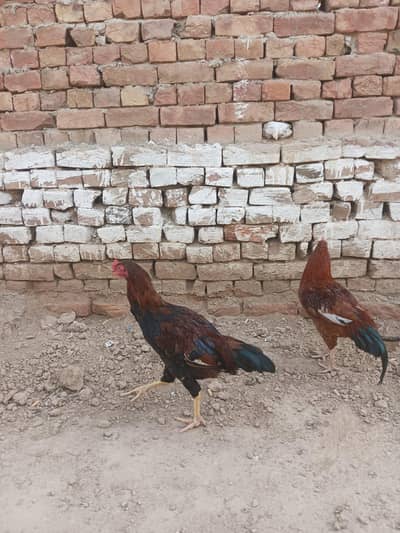 اصیل مرغا فروخت کے لیے دستیاب ہے