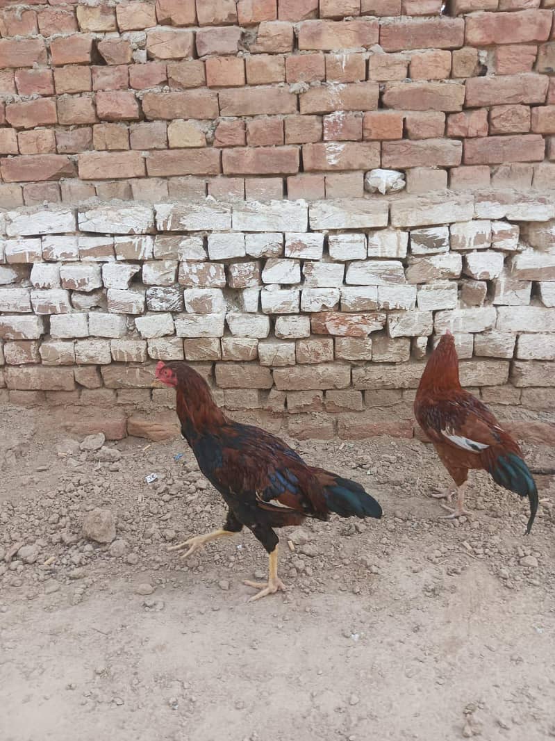 اصیل مرغا فروخت کے لیے دستیاب ہے 0