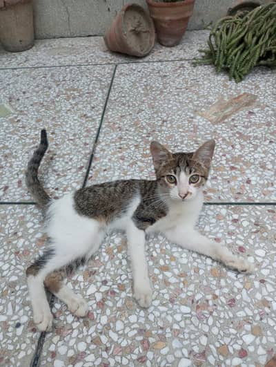 4 Months Old Kitten Available for Adoption