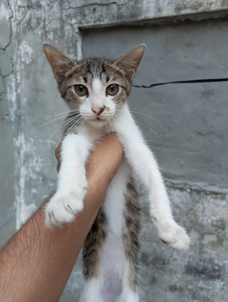 4 Months Old Kitten Available for Adoption — photo 2