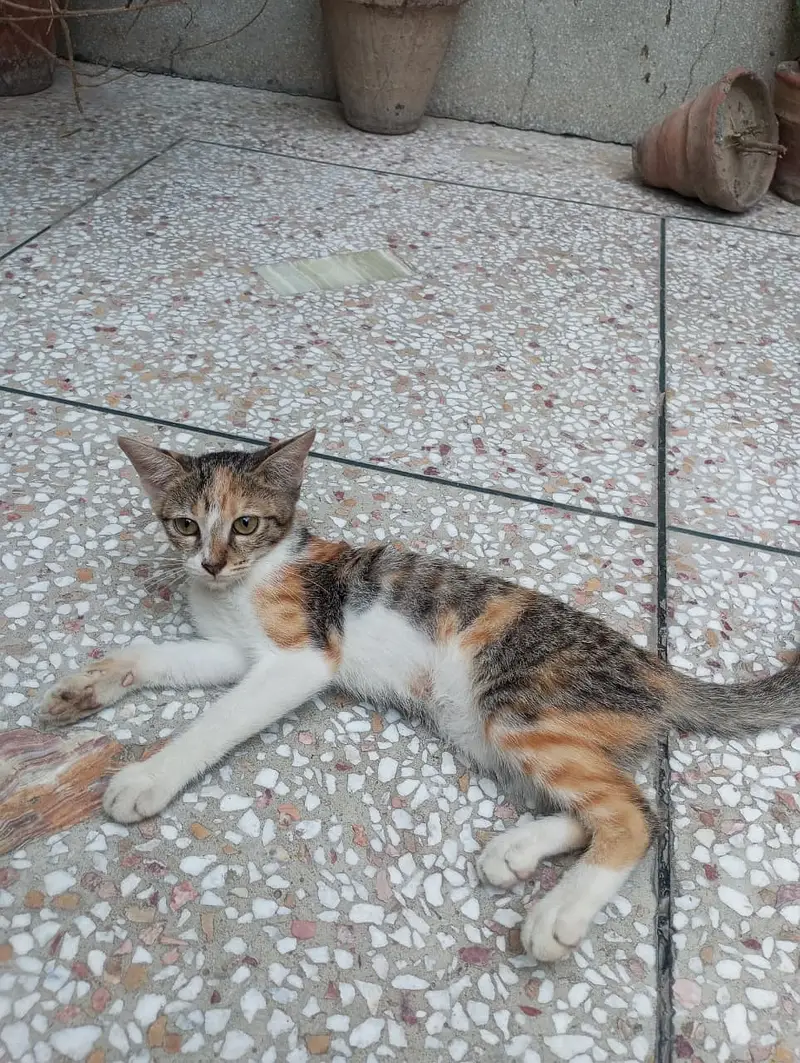 4 Months Old Kitten Available for Adoption — photo 3