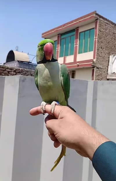 Kashmiri raw parrot for sale and time vice train vaccine mukammal