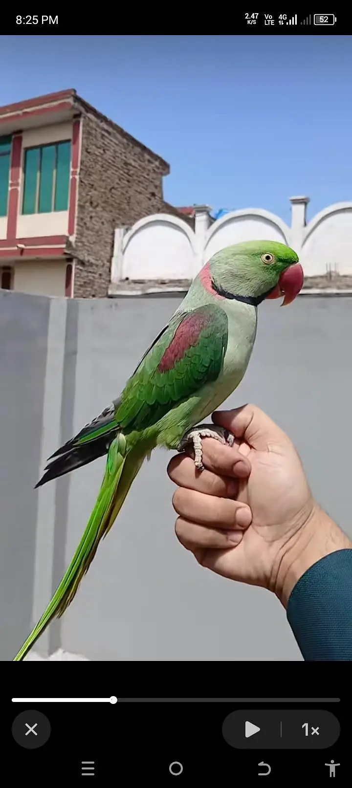Kashmiri raw parrot for sale and time vice train vaccine mukammal — photo 2