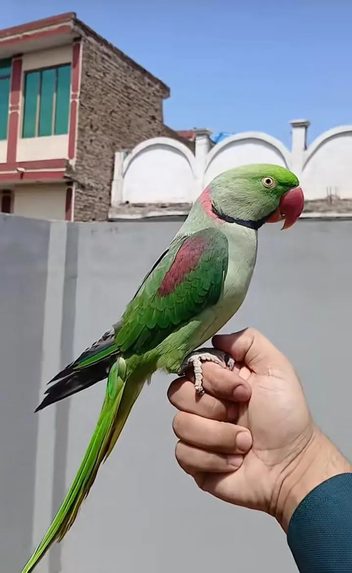 Kashmiri raw parrot for sale and time vice train vaccine mukammal — photo 4