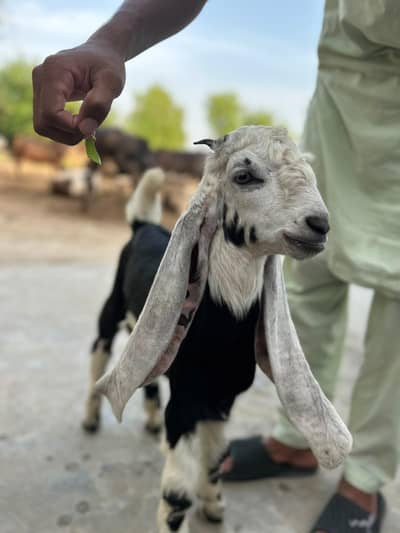 Rajun puria bakra for sale