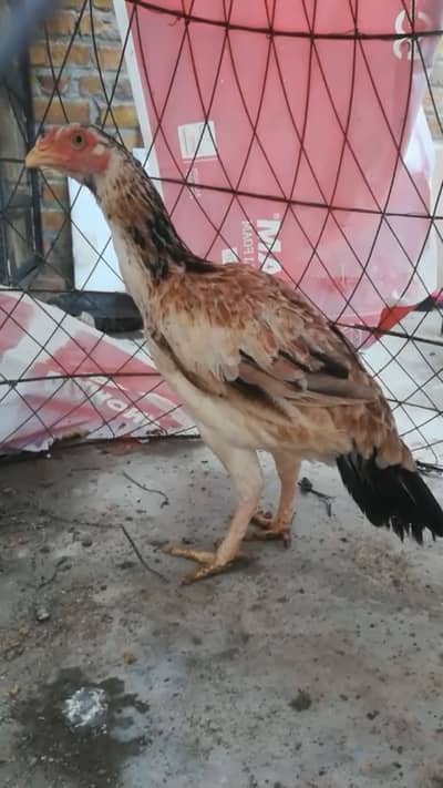 Aseel murgy murgiya available