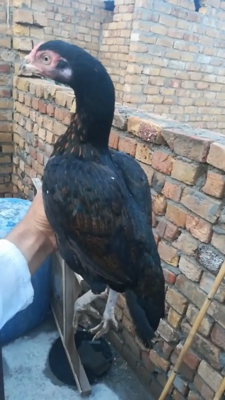 Aseel murgy murgiya available — photo 2