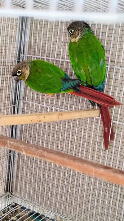 Green check red factor breeder pair available