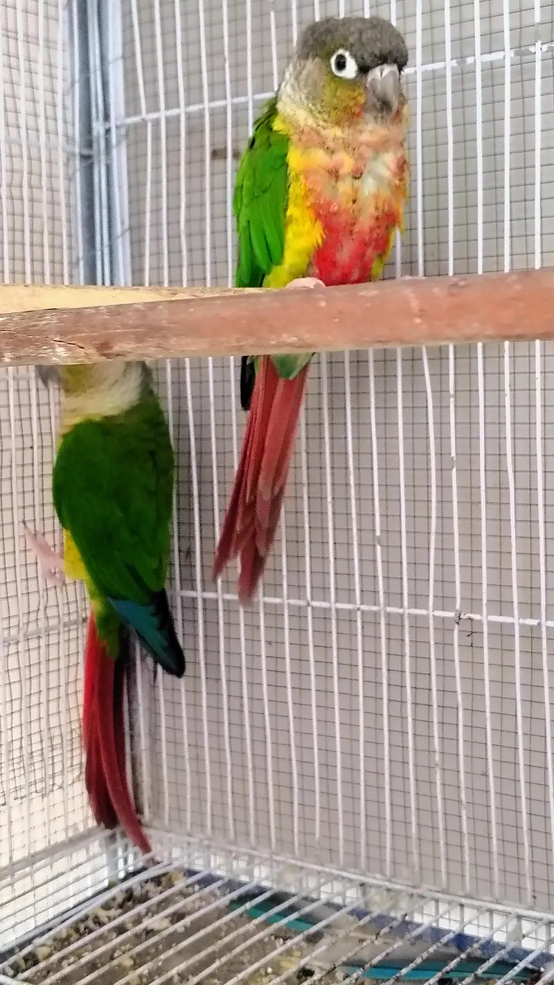 Green check red factor breeder pair available — photo 2