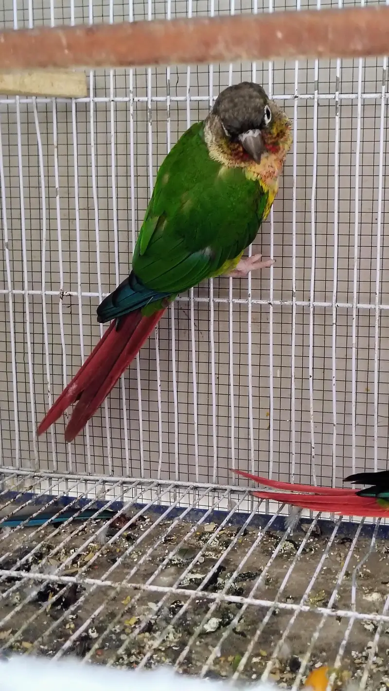 Green check red factor breeder pair available — photo 3