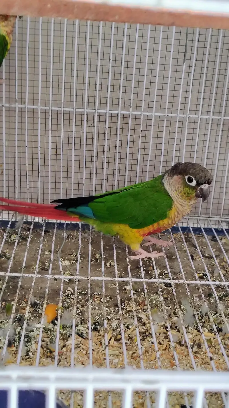 Green check red factor breeder pair available — photo 4