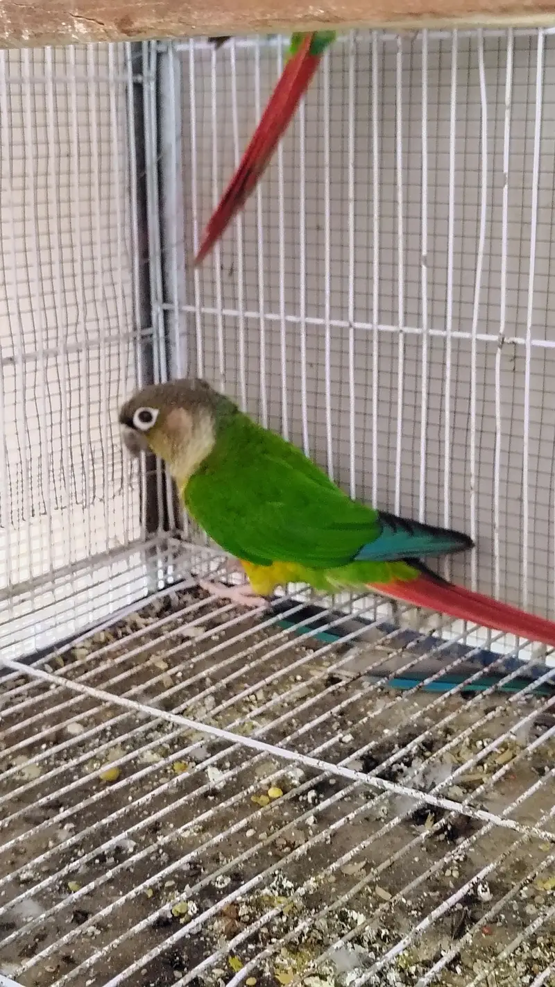 Green check red factor breeder pair available — photo 5