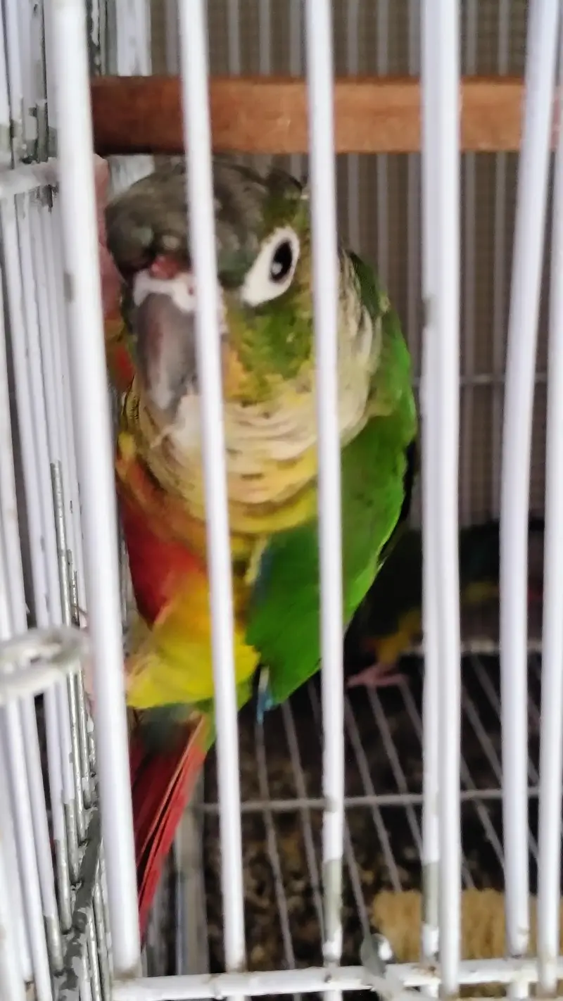 Green check red factor breeder pair available — photo 6