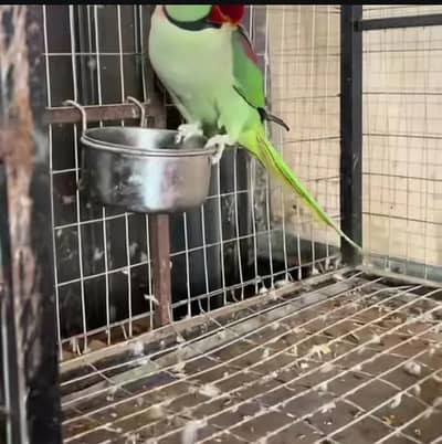 Kashmiri raw parrot for sale and time vice train vaccine mukammal